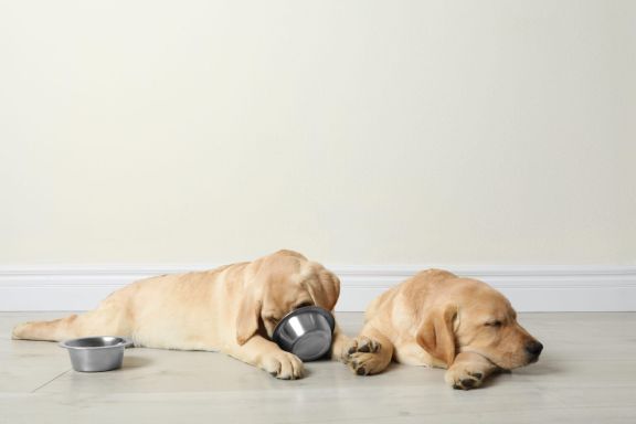 лабрадор ретривер